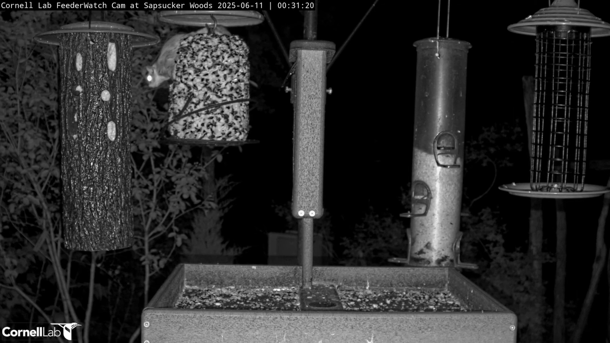 FeederWatch Cam tweet media