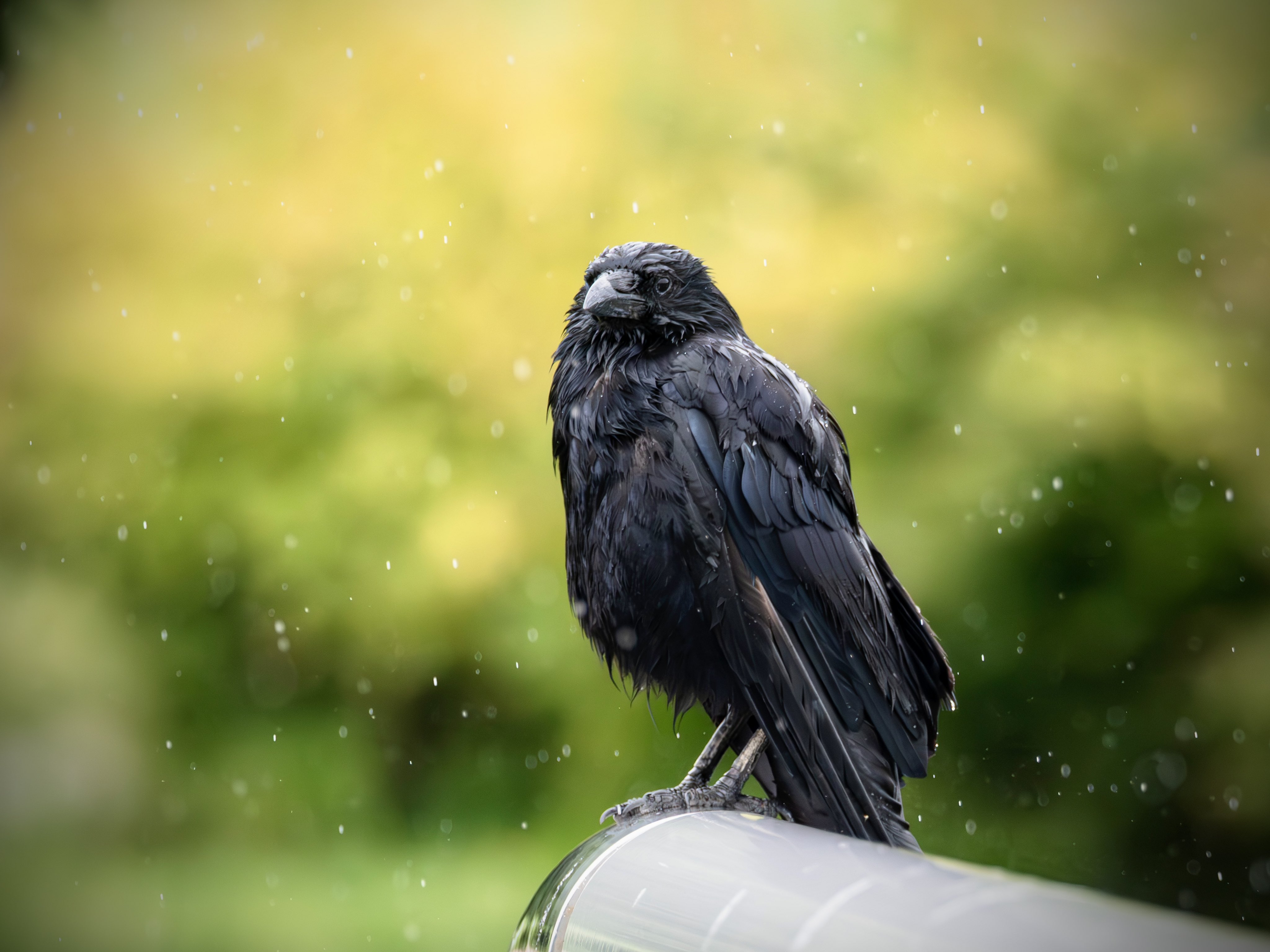 カワセミが窓ガラスに激突！ | 付知川の鮎釣りと野鳥撮影