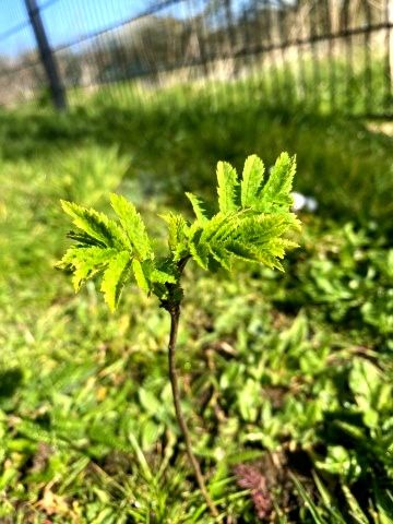 🌿 Our woodland is coming to life!

Thanks to our amazing Eco Council team, the Brakenhale woodland area is off to a great start — saplings are budding, leaves are appearing, and the recent sunshine is giving everything a boost!

#EcoCouncil #GreenerFuture <a href="/GreenshawTrust/">Greenshaw Learning Trust</a>