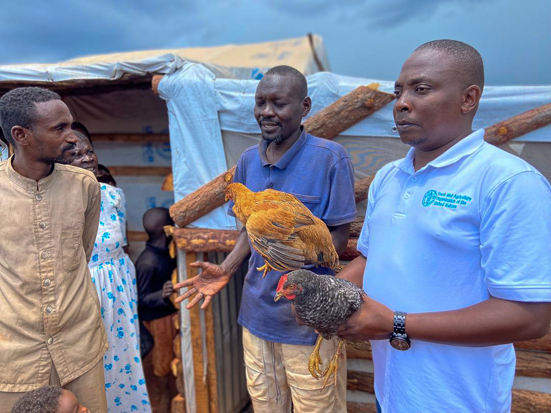 FAO in Uganda (@faouganda) on Twitter photo From Brooders to healthy hens & roosters 🐥
<a href="/FAO/">Food and Agriculture Organization</a> this year distributed poultry start-up kits to 800 Sudanese #refugee households in #Kiryandongo.
Kits consisted of vaccinated 10 one-month old #Kuroiler chicks & feed. Kuroilers grow fast, quickly producing quality meat & eggs. From Brooders to healthy hens & roosters 🐥
<a href="/FAO/">Food and Agriculture Organization</a> this year distributed poultry start-up kits to 800 Sudanese #refugee households in #Kiryandongo.
Kits consisted of vaccinated 10 one-month old #Kuroiler chicks & feed. Kuroilers grow fast, quickly producing quality meat & eggs.
