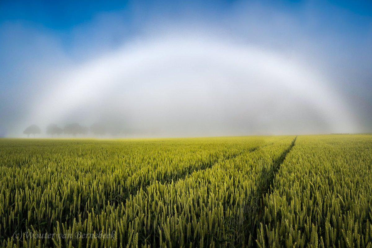 Vanochtend verscheen deze prachtige mistboog voor mijn neus! Dit bijzondere verschijnsel ontstaat op dezelfde manier als een regenboog: zonlicht wordt gereflecteerd in druppels, alleen zijn mistdruppeltjes zo klein dat ze geen felle kleur geven. Het resultaat is een witte boog:
