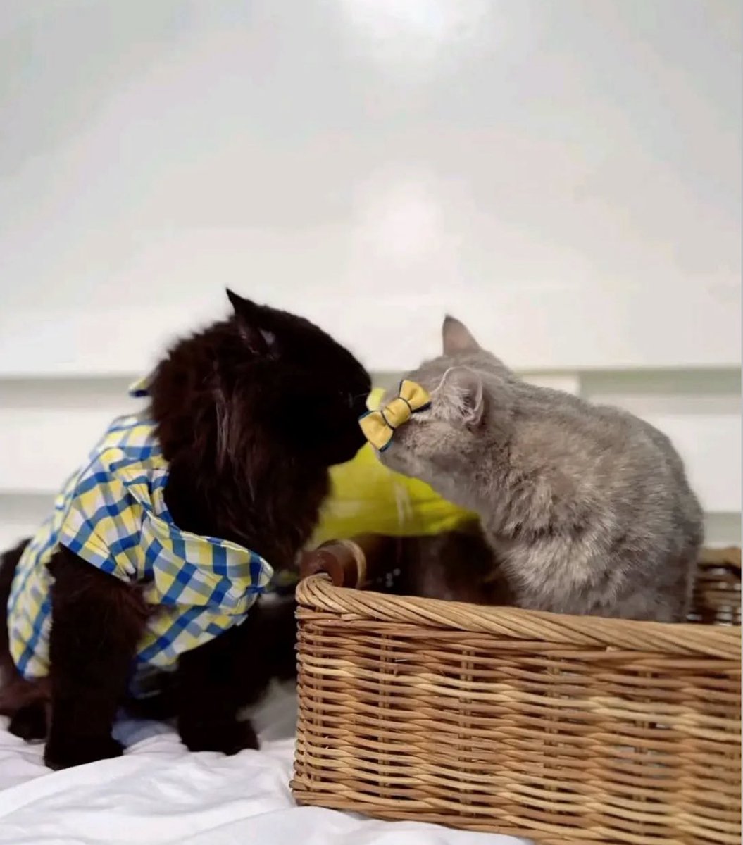 maggiekt_'s tweet image. De Dios ~ Suson 🖤✨💚 #kentin #kurse