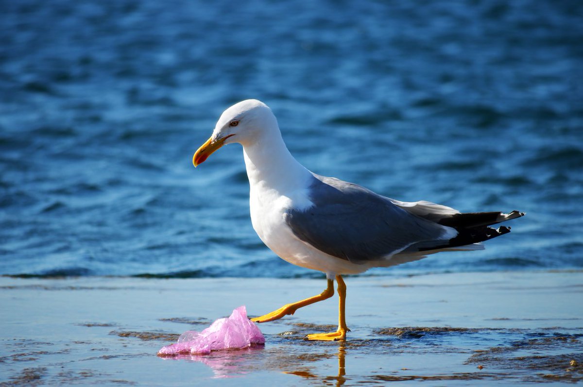 Down To Earth (@down2earthindia) on Twitter photo UNOC3 🌊: Close to 100 countries sign Nice wake-up call for ambitious plastics treaty, reports <a href="/rohinikrish9/">Rohini Krishnamurthy</a>
downtoearth.org.in/environment/un…
#UNOC3 #Plastics #Ocean #PlasticsTreaty UNOC3 🌊: Close to 100 countries sign Nice wake-up call for ambitious plastics treaty, reports <a href="/rohinikrish9/">Rohini Krishnamurthy</a>
downtoearth.org.in/environment/un…
#UNOC3 #Plastics #Ocean #PlasticsTreaty