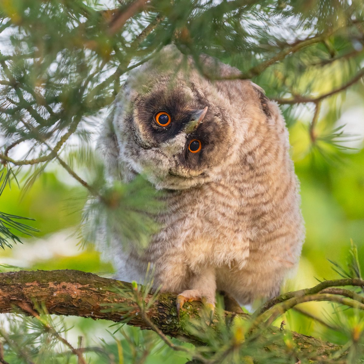 Mufftrix's tweet photo. The upside down look only a owl can give you, Long Eared Owlet #sonyalpha #leo #longearedowlet #longearedowls #sonyphotography #owlet #sony #artreference #featherperfection #wildlifephotography #nature @SonyUK @SonyAlpha @rspb_love_nature @bbccountryfile @bbcwildlifemagazine https://t.co/h4JWstjzMK