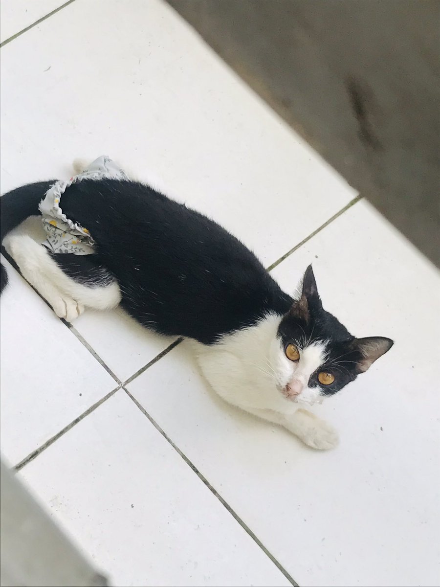 Ngide banget bikin celana buat kocheng ku gara gara kesel laki nya nyamper mulu😭😭🤣🤣