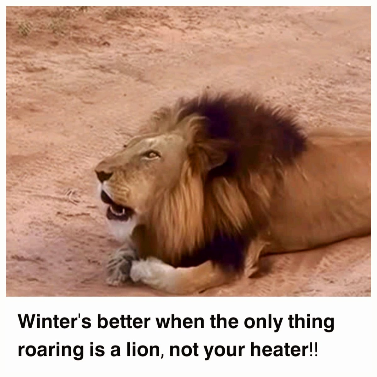 Whiskers Wednesday ❤️❤️