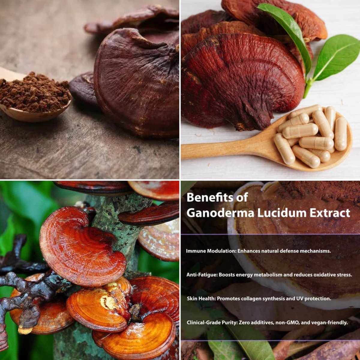 Bettyzhao_Bolin's tweet image. Ganoderma Lucidum Powder – Nature’s Power in a Scoop! 🌿
✅ Boosts immunity 🛡️
✅ Antioxidant-rich 🧲
✅ Supports liver health 🧠
✅ Natural energy &amp;amp; stress relief 🧘
#OrganicHealth #Superfood #GanodermaLucidum