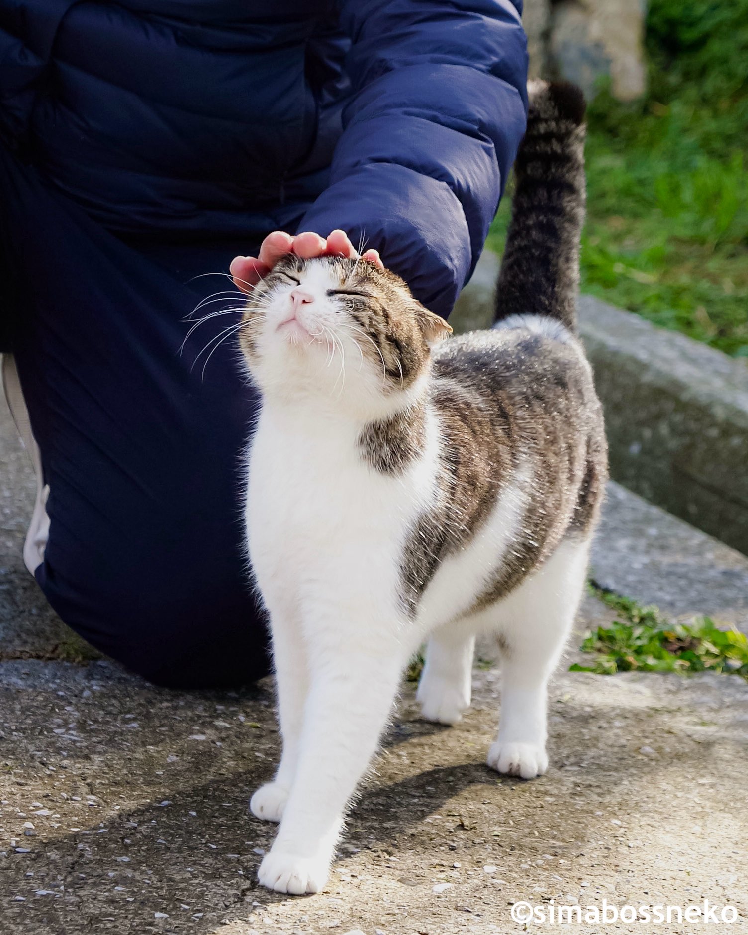 simmon cat&pearl ring 猫 にゃんこ 肉球 simmon cat&pearl ring 猫 にゃんこ 肉球（【新キャラ】 右下の