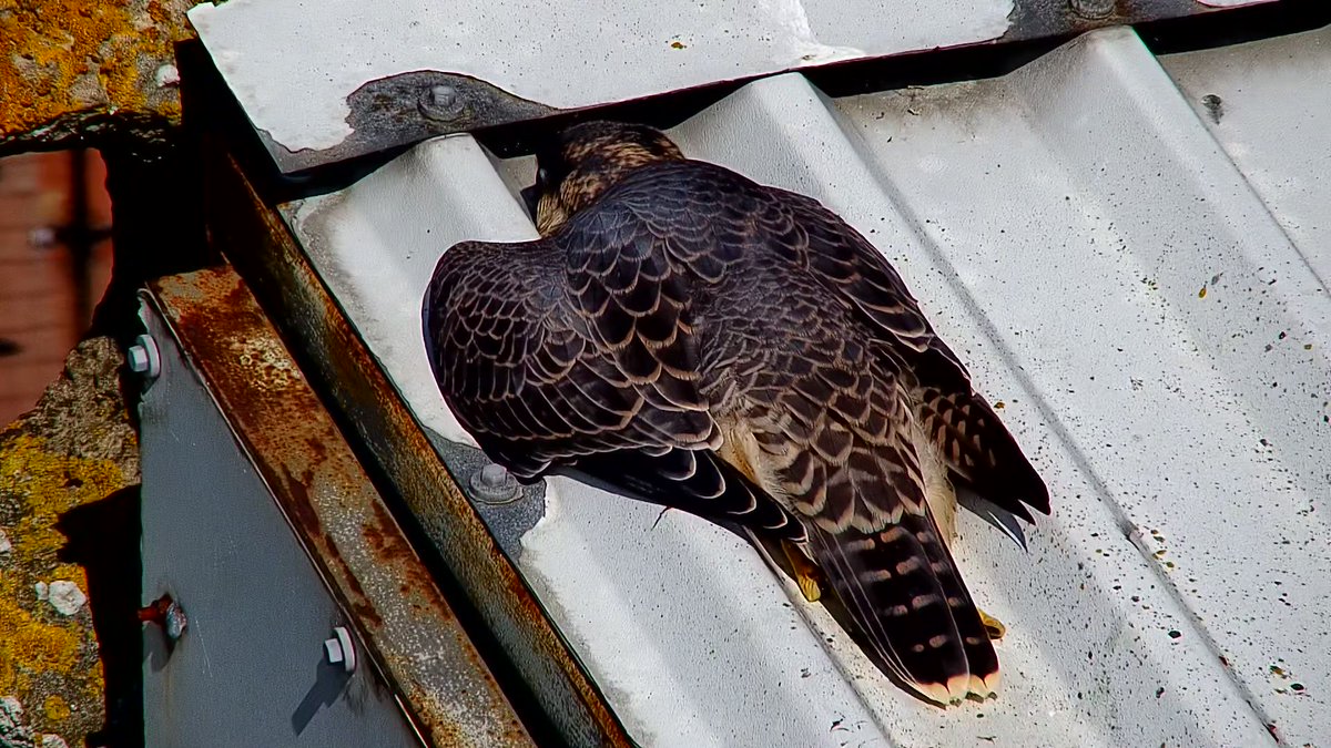 Someone's tired 😆