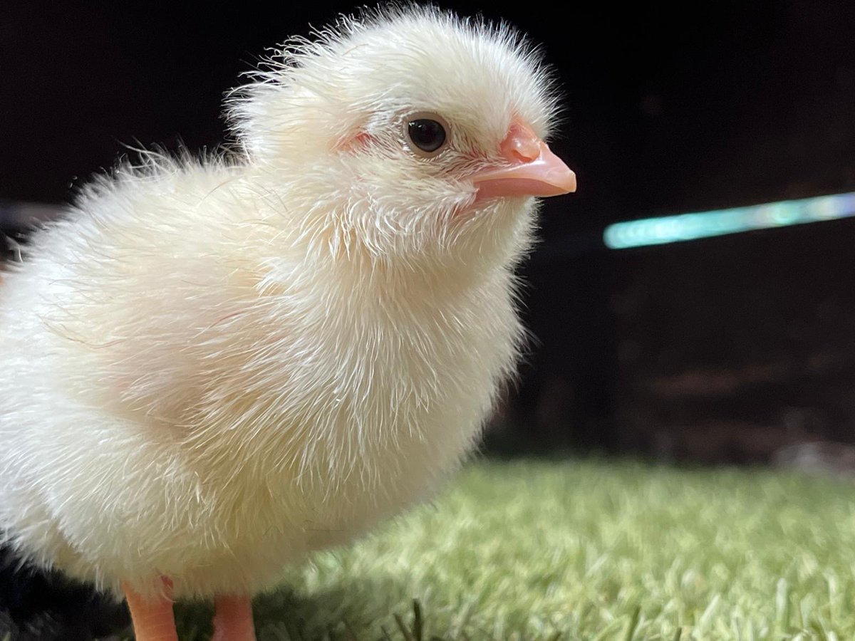 We can't keep these photos to ourselves!!
You're welcome 🥰

#godstonefarm #cute #babyanimals 
#farmlife #dayout #visitsurrey #surreyhills