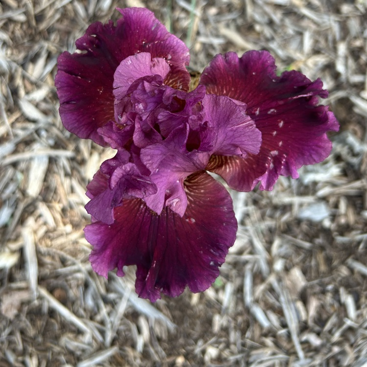 Frank Morgan Elementary tweet media