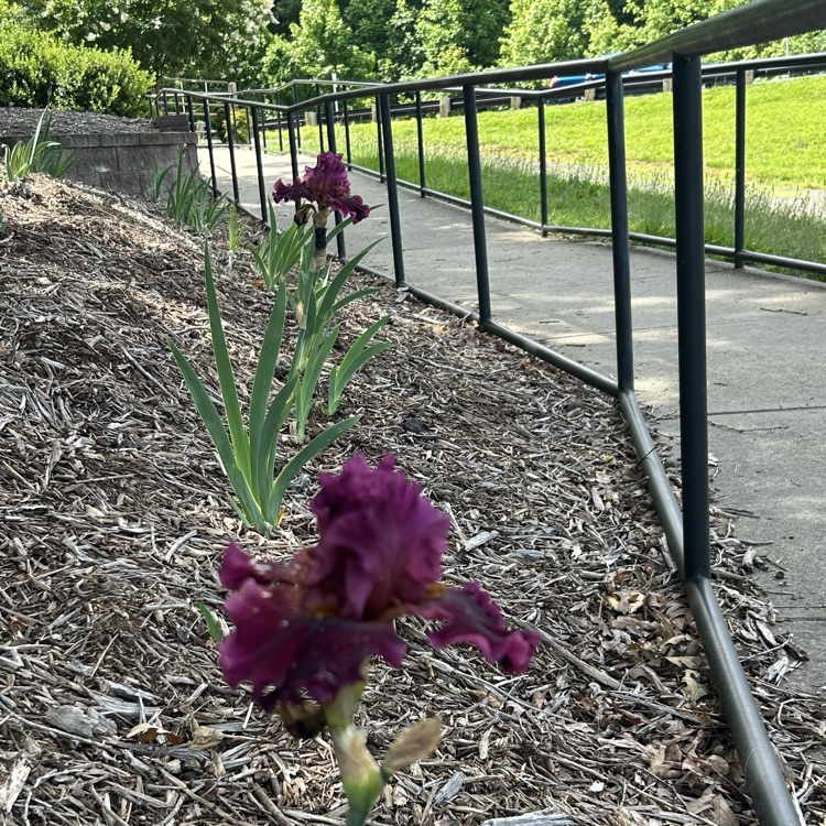 Frank Morgan Elementary tweet media