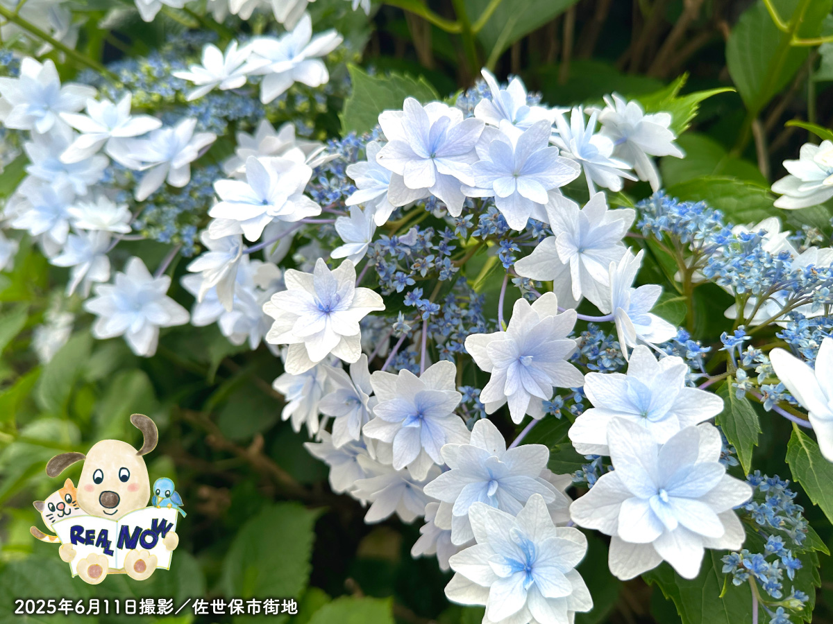 sumairing's tweet photo. 皆様こんにちは！
長崎県も梅雨入りしましたね☔️
本日、最新の不動産情報誌「リアルナウ6月号」が発行されました。
今朝の折込チラシをご覧ください。
紙面は「住まいリング させぼ」のWEBサイトでもご覧になれます。
https://t.co/4T3rM0aNaz

#住まいリングさせぼ #佐世保 https://t.co/U0S5gnh6IG