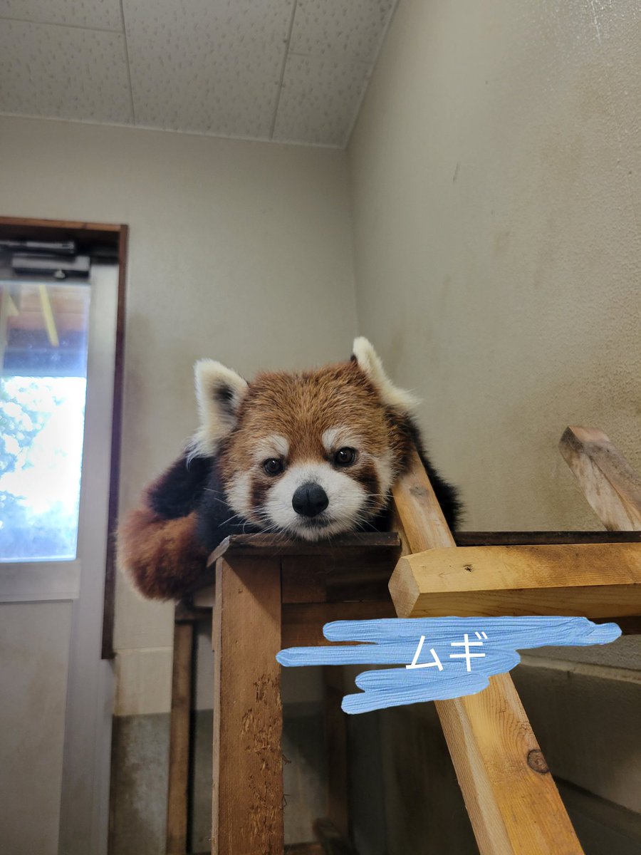 休日(雨の日)は各々まったりして過ごす外展示組のメンズ💕
ご飯を食べてボーッとして毛繕いをして…そんな日もいいよね🍀

#茶臼山動物園
#城山動物園
#レッサーパンダ
#ヒビキ
#ムギ
#エイサク
#外展示組