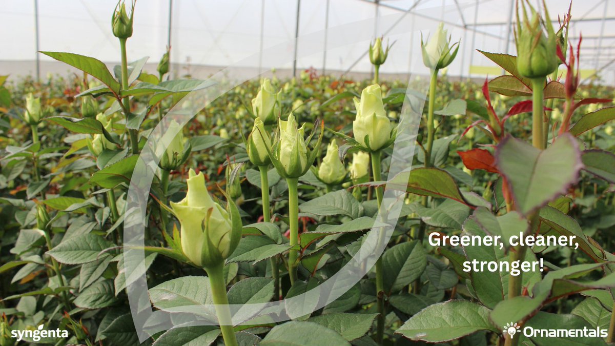 Rest easy, with Ortiva Top, your blooms aren’t just surviving, they’re thriving!

#OrtivaTop 
#GreeningEffects 
#EveryFlowerCounts

Learn more: syngentaornamentals.co.ke/product/crop-p…