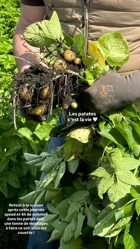 [En immersion 🔍] charlie_ma_vie &amp; mathilde_healthyfitmum rencontrent Samuel Allix, producteur de 🥔 passionné, pour des échanges passionnants sur #lespommesdeterre et les initiatives durables de la filière ! 🥰

potatoesforever.eu/fr
#PotatoesForever
#EnjoyItsFromEurope