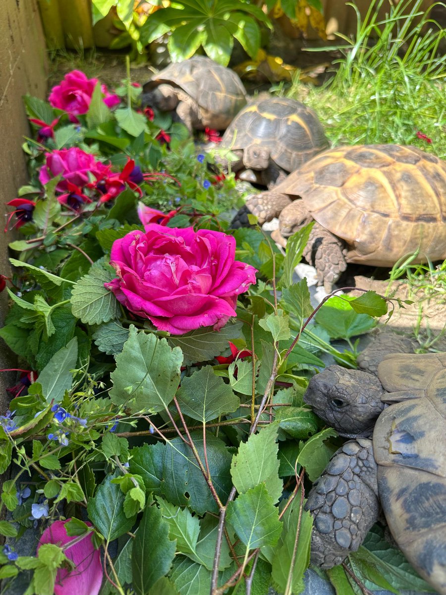 MonkeyIOW's tweet image. There is nothing better than seeing our Creep enjoying a fresh buffet of wild vegetation 🐢
#DYK Tortoises are herbivores that graze for hours a day, favouring leafy greens, grasses, and flowers. 🌸
#IsleofWight #tortoise