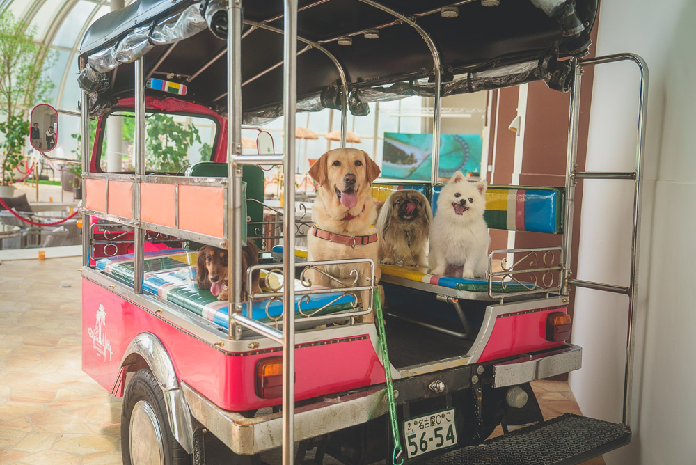 南知多に、雰囲気抜群で豪華なリゾートカフェがOPEN！ワンコも大歓迎だよ inucafe-repobu.com/article/annive…