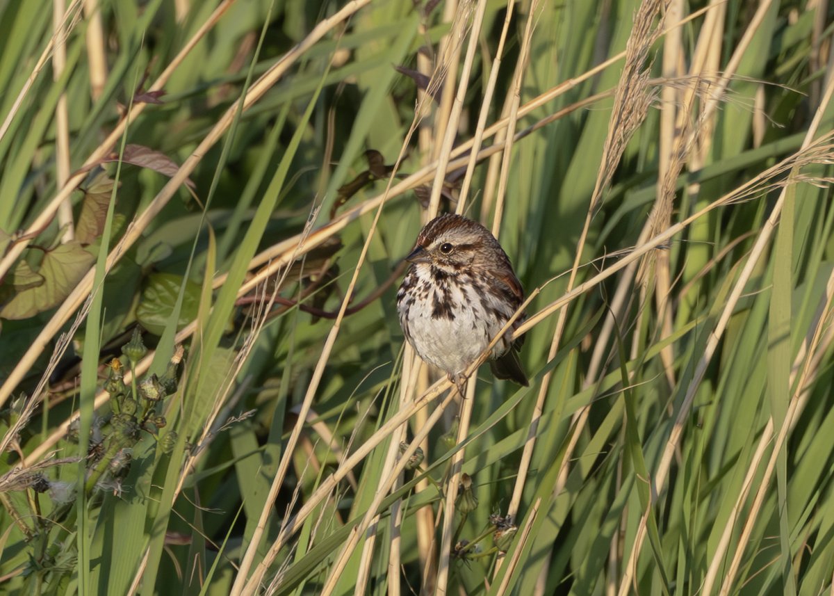 _TCartz's tweet image. Worth the dash up to Flamborough yesterday evening, the Song Sparrow showed well on occasions when it was feeding the gully by Thornwick Bay Cafe.
macaulaylibrary.org/asset/637404454