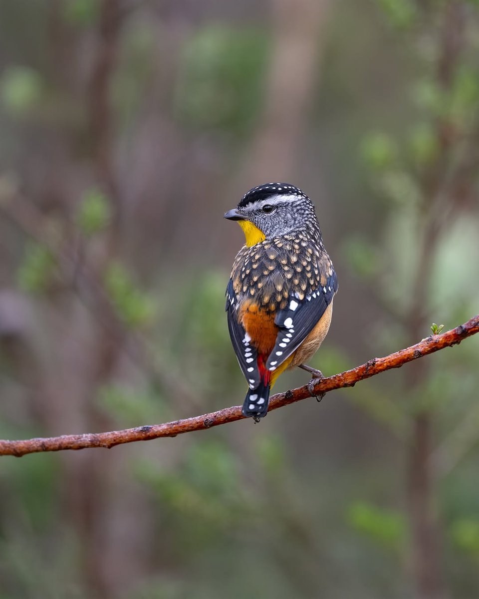 Moonlighhy's tweet photo. Spotted Pardalote 💎🐤 https://t.co/lmh8asPZzv
