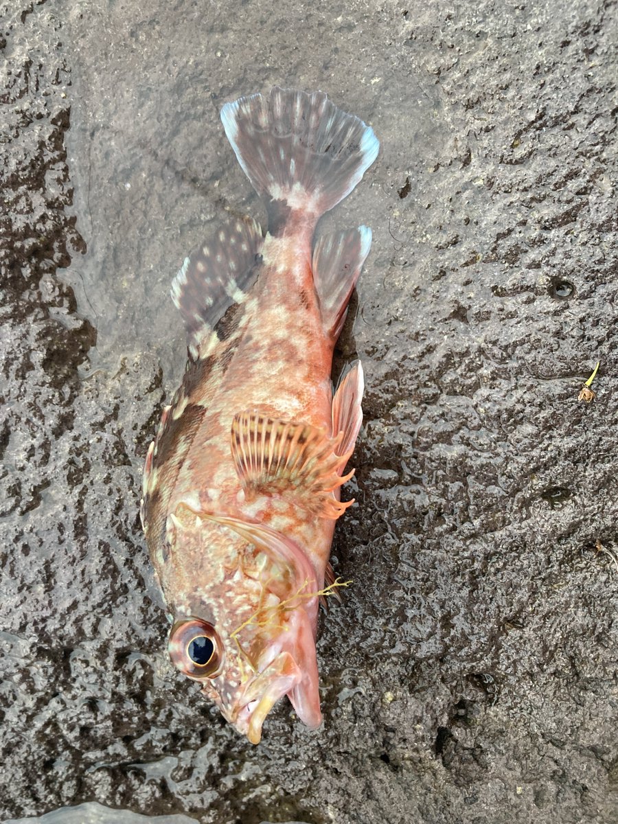 6/11日　業務提携が計2社確定しました。
１社・・・LPメイン　稼働量多い
１社・・・Wordpress　稼働量不明　本日MTG

現在案件bのデザイン待ちのため一時休止中も業務提携先の依頼の予習と実力アップを図ろうと思います。