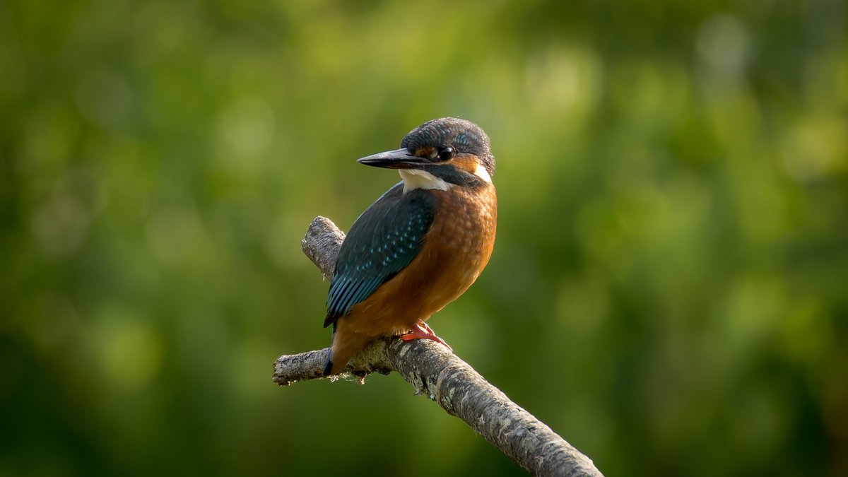 Fraggs Photography 🏴 tweet media