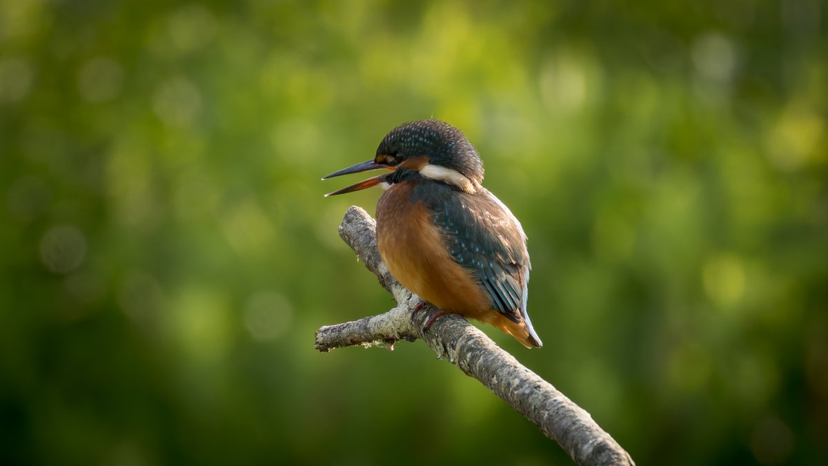 Fraggs Photography 🏴 tweet media