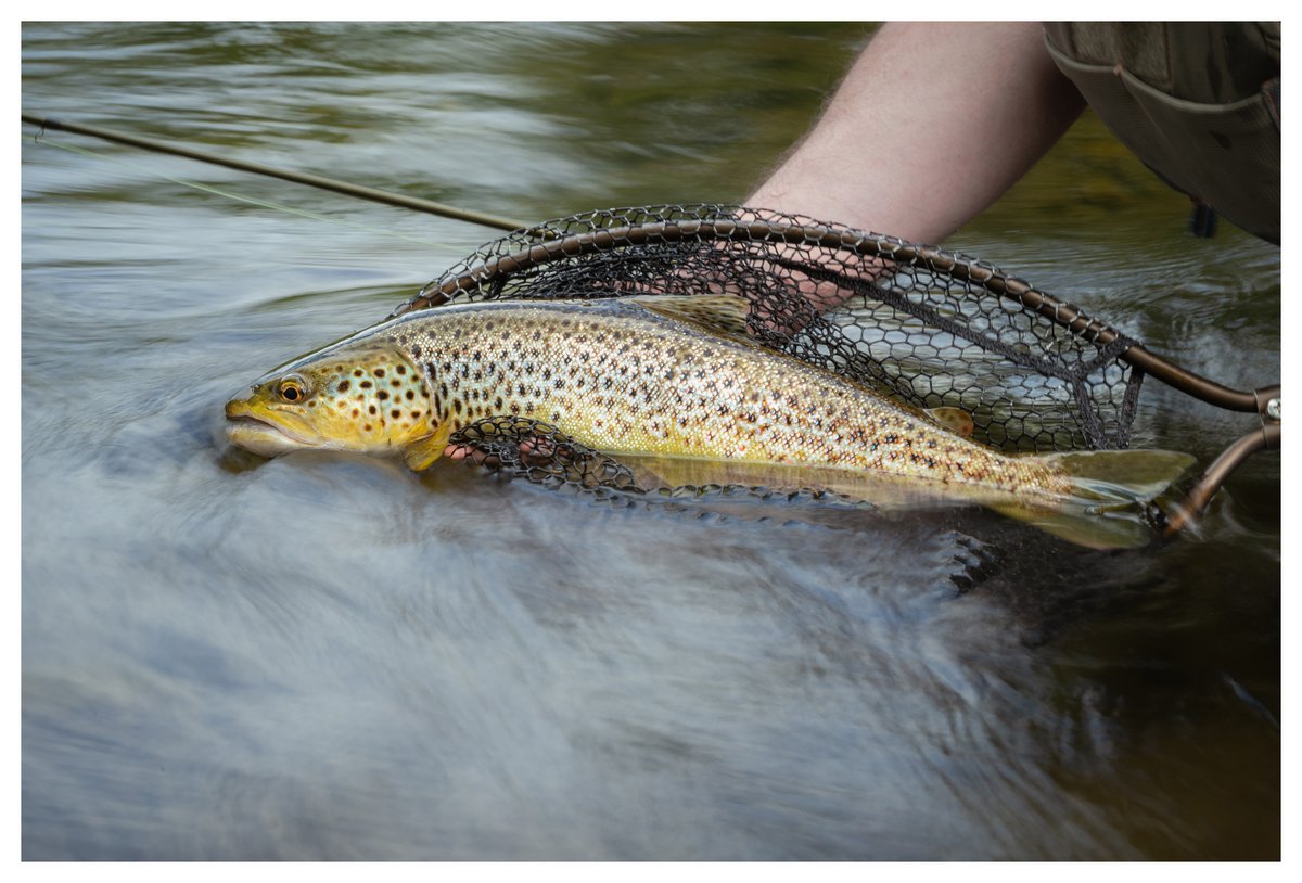 Brown trout... with a long(ish) exposure
#browntrout #browntroutflyfishing #longexposure #flyfishing