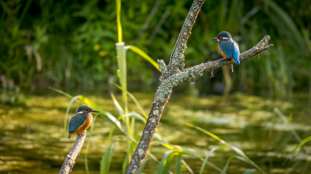 Fraggs Photography 🏴 tweet media