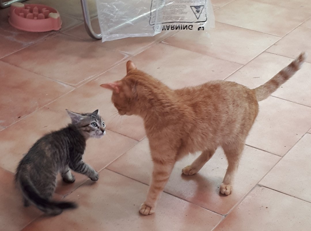 Así van las dos esta mañana. La pequeña buscando a la grande para jugar 😁