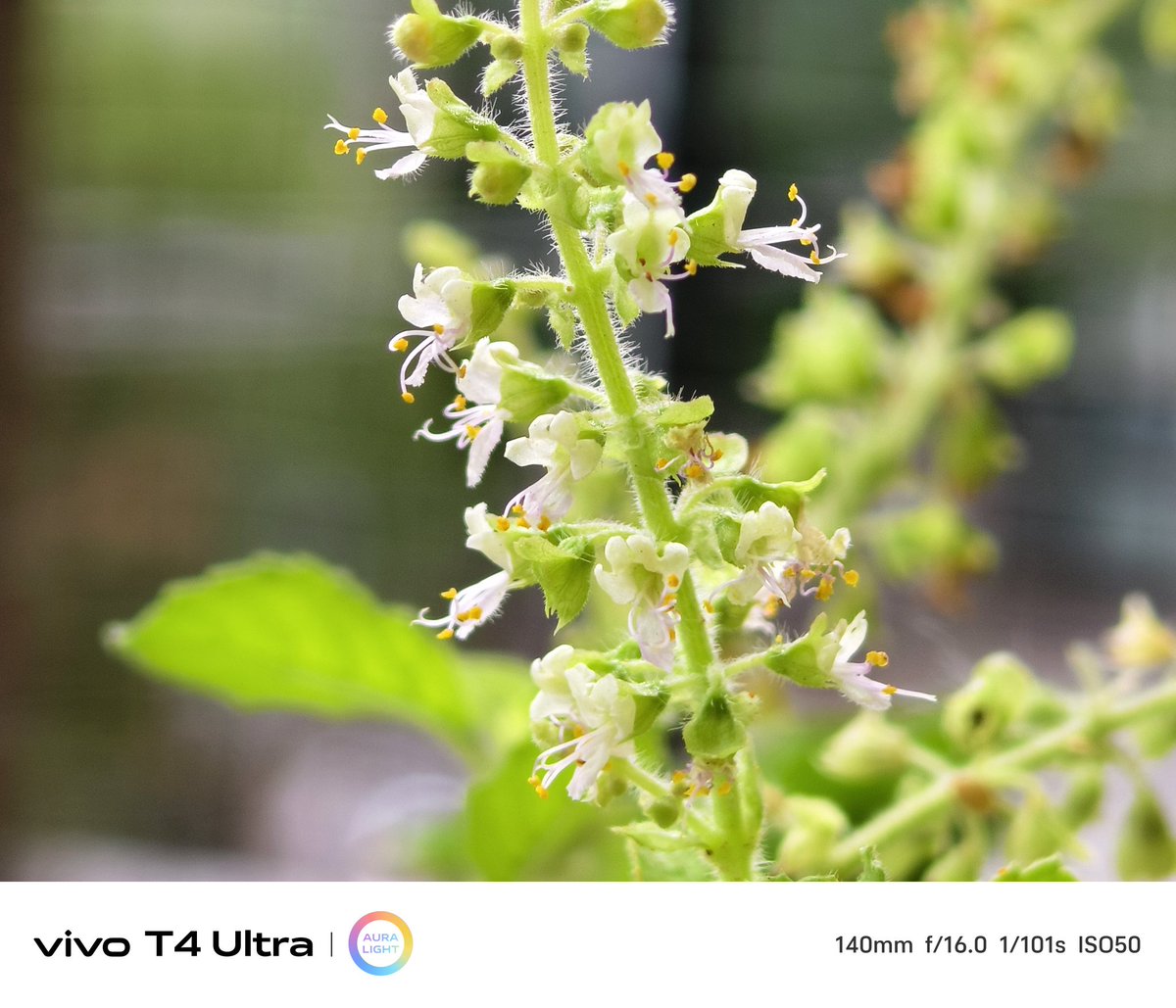 ssrivatsan's tweet image. vivo T4 Ultra 6x telemacro samples #vivoT4Ultra