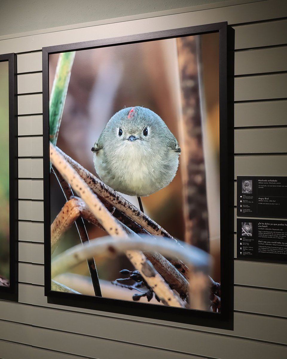 Durante estos meses de verano, aprender sobre el medioambiente y divertirse en familia, ¡es nuestra misión!🙌

Desde distintos lugares de Galicia hasta el mismo Parque del Retiro en Madrid, te traemos una programación de exposiciones y visitas interactivas ideadas para