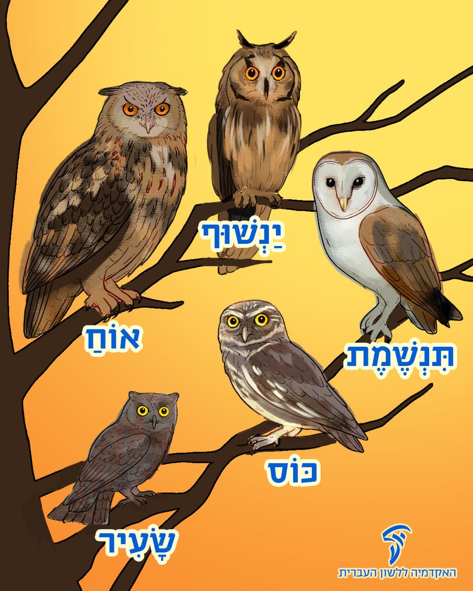 גם אתם מתבלבלים בין שלל העופות הדורסים של ארצנו?
אנחנו כאן כדי לעשות סדר!

הינה מה שחשוב לדעת על דורסי הלילה, מהקטן לגדול:

🦉 שָׂעִיר – הקטן בדורסי הלילה בארץ. עיניו צהובות ועל ראשו ציצות דמויות אוזניים. נוצותיו מזכירות קליפת עץ בצבעי חום ואפור, והן משמשות לו להסוואה.

🦉 כּוֹס