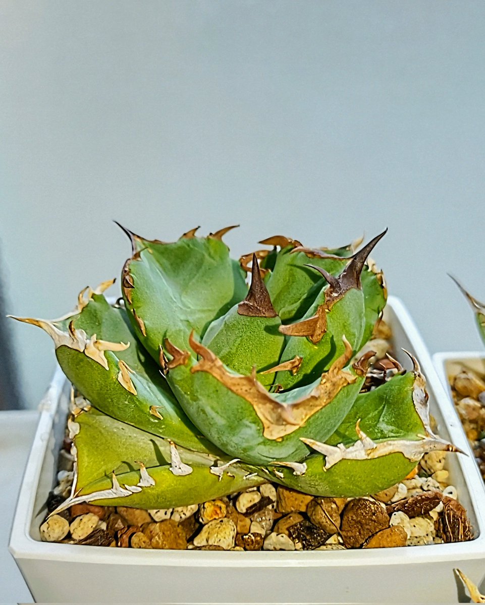 ユーフォルビア・ポイゾニー、アガベの2本セット、引き取り限定‼️ ユーフォルビア・ポイゾニー、アガベの2本セット、引き取り限定