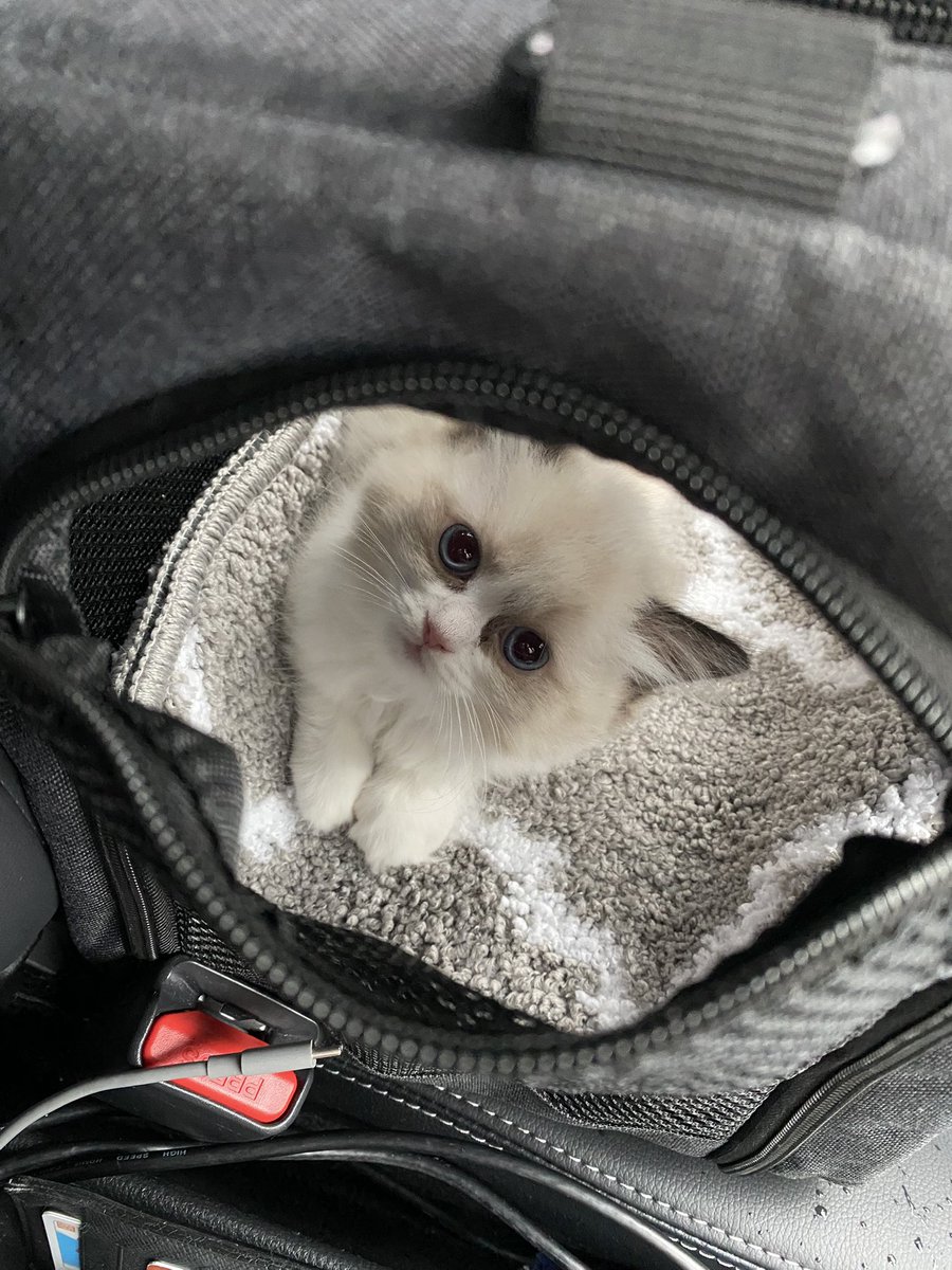 Catcastle__'s tweet photo. 🍼お迎え初日🍼
ラグドールのルーを迎えました。

一緒にベッドで寝転んでたら、
そのまま俺の腕の中でスヤスヤ爆睡😴
この子、完全に人間すぎる…笑

これからこの子との暮らしを記録していきます🐾

#ラグドール #猫のいる生活 #猫好きさんと繋がりたい https://t.co/jAUfX8TZx7