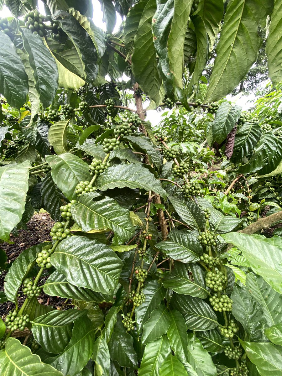 Am looking for 10 youths that are interested in coffee farming &amp; have atleast 2 acres of land each .We work on setting up their farms at no cost , we jointly manage it for 2yrs till the first harvest. We add value to the coffee and we export it after 
Those interested Dm 
RT pliz