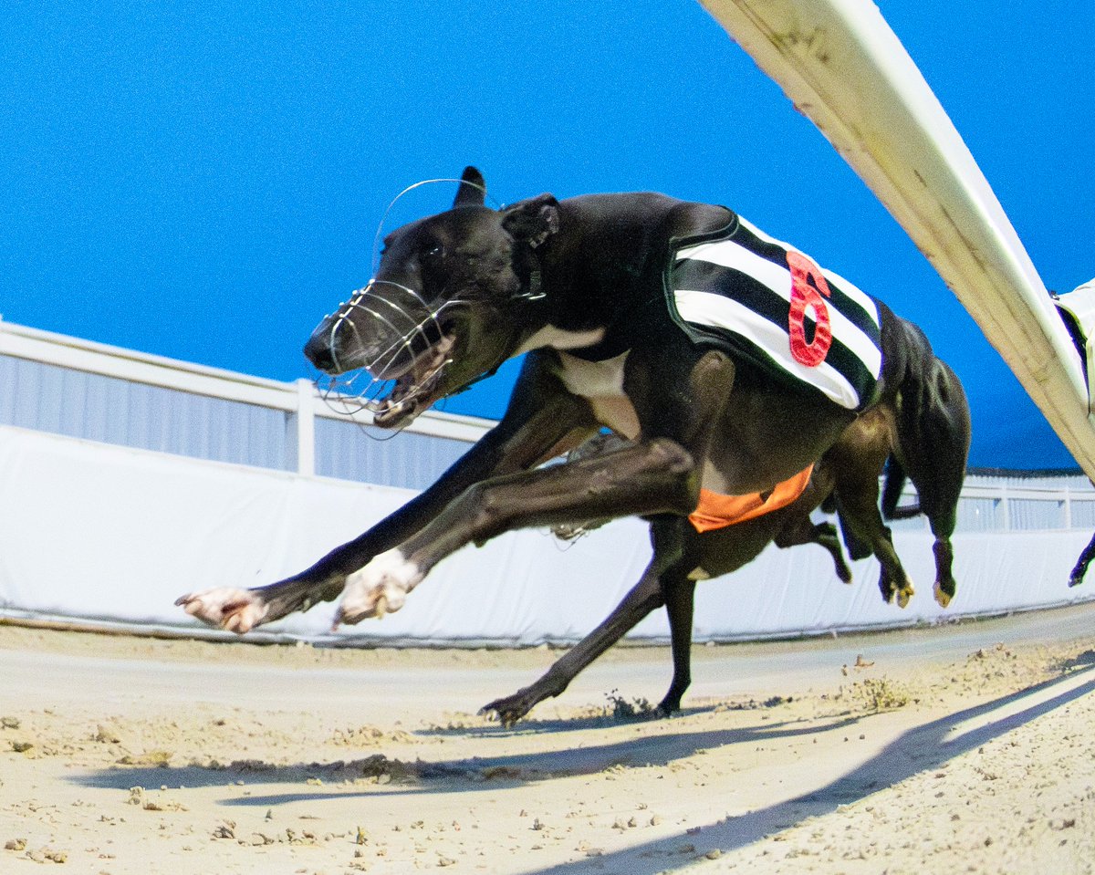 "There is every chance Bockos Diamond can create history of his own if he manages to capture the £175,000 Star Sports/TRC English Greyhound Derby Final at Towcester on Saturday."
Read our Greyhound Derby preview courtesy of top dog judge <a href="/TBullenDogs/">Tony Bullen</a> in the <a href="/RPWeekender/">Weekender</a> - it's