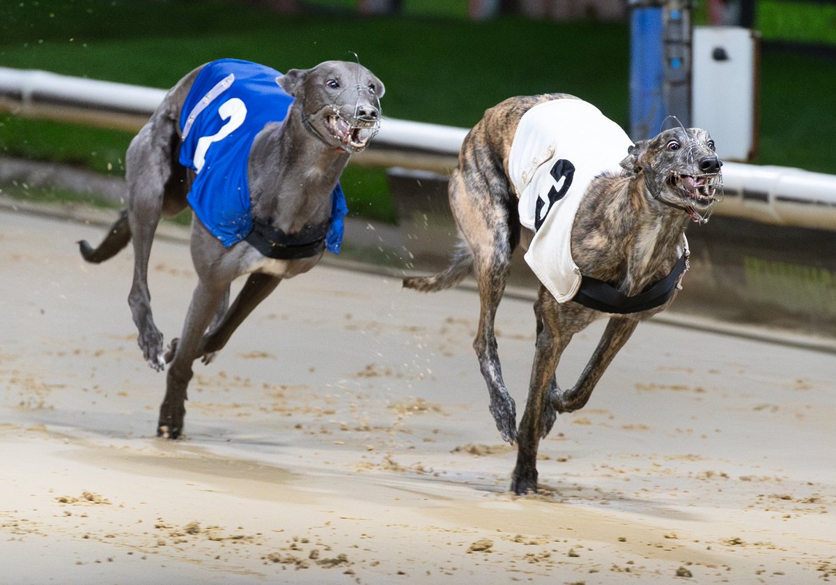 Weekender (@rpweekender) on Twitter photo We've gone big in the <a href="/RPWeekender/">Weekender</a> this week on <a href="/TowcesterRaces/">Towcester Racecourse</a> big night on Saturday - read <a href="/TBullenDogs/">Tony Bullen</a> verdict on the Derby PLUS all the undercard previewed too. Out now!
"Nathan Huntโs bitch can enjoy her moment in the spotlight by winning the Allied Site Services Bitches We've gone big in the <a href="/RPWeekender/">Weekender</a> this week on <a href="/TowcesterRaces/">Towcester Racecourse</a> big night on Saturday - read <a href="/TBullenDogs/">Tony Bullen</a> verdict on the Derby PLUS all the undercard previewed too. Out now!
"Nathan Huntโs bitch can enjoy her moment in the spotlight by winning the Allied Site Services Bitches
