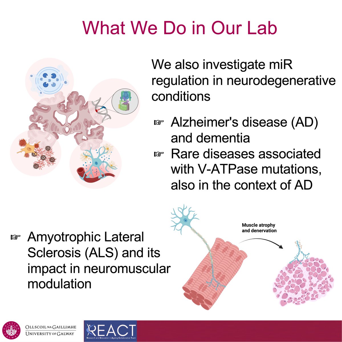 REACT_ENLIGHT (@react_enlight) on Twitter photo At <a href="/uniofgalway/">Ollscoil na Gaillimhe | University of Galway</a>, Dr <a href="/KasiaWhysall/">KasiaGoljanekWhysall</a> 's group focuses on:
🧬 microRNAs as therapeutics
💪 Muscle wasting (sarcopenia & disease)
🧠 Alzheimer’s & neurodegeneration
🧪 Rare diseases linked to V-ATPase mutations
🔬 Learn more at kasiawhysall.wixsite.com/website
#HealthyAgeing #ENLIGHT At <a href="/uniofgalway/">Ollscoil na Gaillimhe | University of Galway</a>, Dr <a href="/KasiaWhysall/">KasiaGoljanekWhysall</a> 's group focuses on:
🧬 microRNAs as therapeutics
💪 Muscle wasting (sarcopenia & disease)
🧠 Alzheimer’s & neurodegeneration
🧪 Rare diseases linked to V-ATPase mutations
🔬 Learn more at kasiawhysall.wixsite.com/website
#HealthyAgeing #ENLIGHT