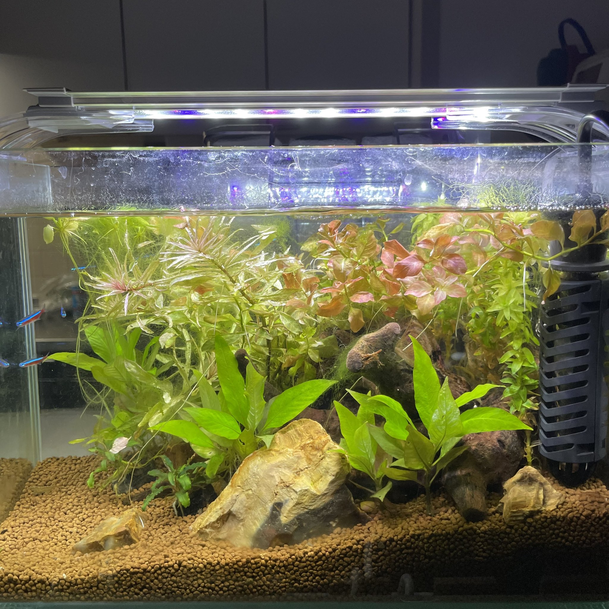 あきらです！@AQUA・多肉FAN on X: 