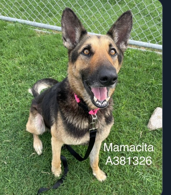 OlwynHope's tweet image. MARMACITA #A381326 her kennel is still available to her but TBK at ‼️ANYTIME‼️  when KENNEL is needed for other 🐕!  Plz #PLEDGE4 #RESCUE. Heart🪱a  possibility so $$ needed for vets to treat her easily treated condition 🙏#PLEDGE whatever you all can whilst she still has 🕰️ 👇