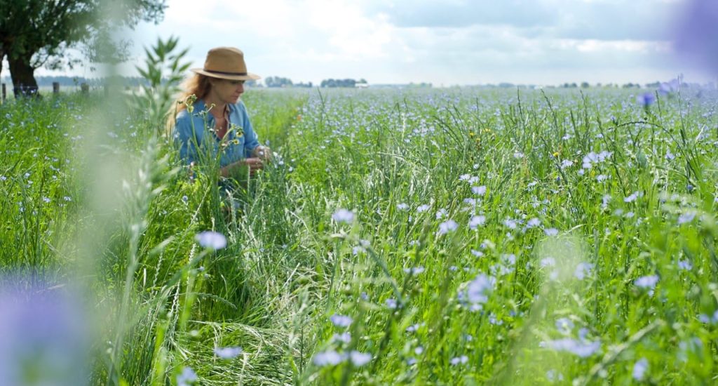 Brandnetels, paardenbloemen en smalle weegbree: de bermen staan er vol mee. Zie jij het als onkruid? 🧐 Herbalist en wildplukker Leoniek Bontje noemt het liever ‘heelkruid’. “Ik geloof dat er om ons heen precies groeit wat we nodig hebben.” 🌱🌿
hetkanwel.nl/wildplukken-le…