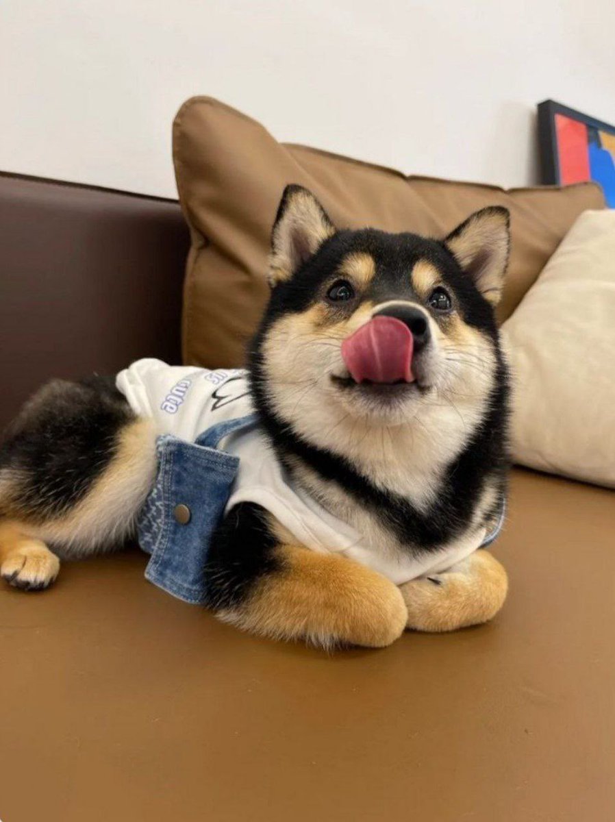 rxo9191's tweet photo. @ShibaXanders @Kobushi_ETH Hippo can fly and so the black Shiba Inu $MANYU!
 
@manyu_cto 

0x72E228CDfDC77a36048A7eF62485Be11B6d3b25E

https://t.co/83QCQJUIOf https://t.co/QLSxUoTPTX