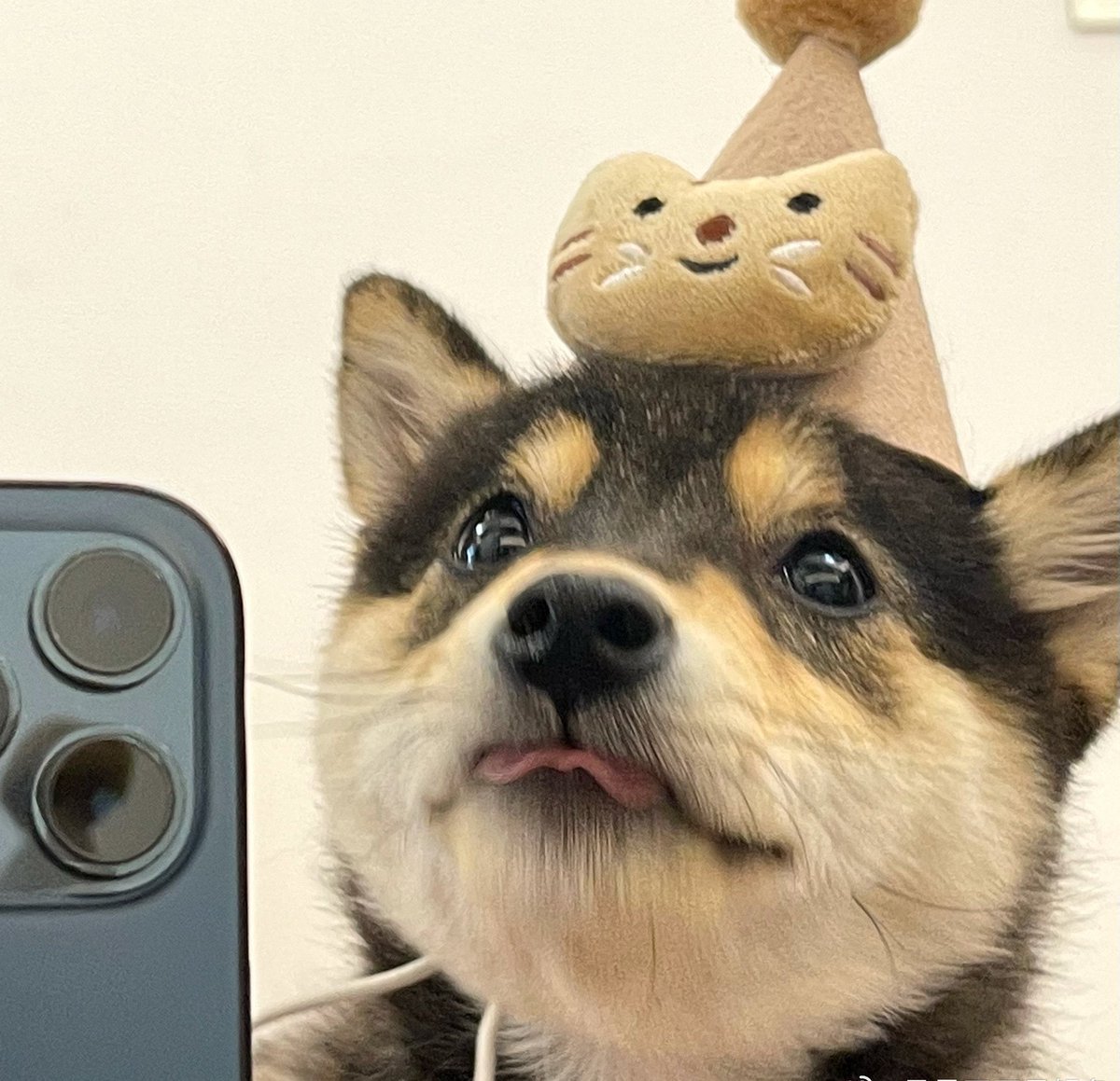 rxo9191's tweet photo. @ShibaXanders @Kobushi_ETH Hippo can fly and so the black Shiba Inu $MANYU!
 
@manyu_cto 

0x72E228CDfDC77a36048A7eF62485Be11B6d3b25E

https://t.co/83QCQJUIOf https://t.co/QLSxUoTPTX