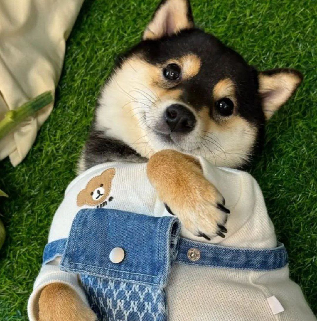 rxo9191's tweet photo. @ShibaXanders @Kobushi_ETH Hippo can fly and so the black Shiba Inu $MANYU!
 
@manyu_cto 

0x72E228CDfDC77a36048A7eF62485Be11B6d3b25E

https://t.co/83QCQJUIOf https://t.co/QLSxUoTPTX