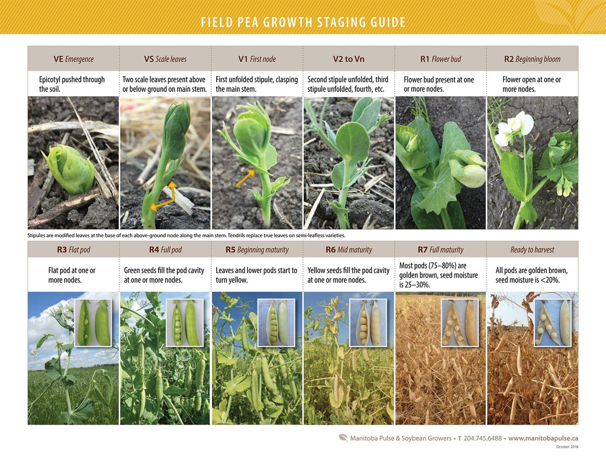 What growth stage are your field peas at? 🌱

ow.ly/VI0A50OAltl