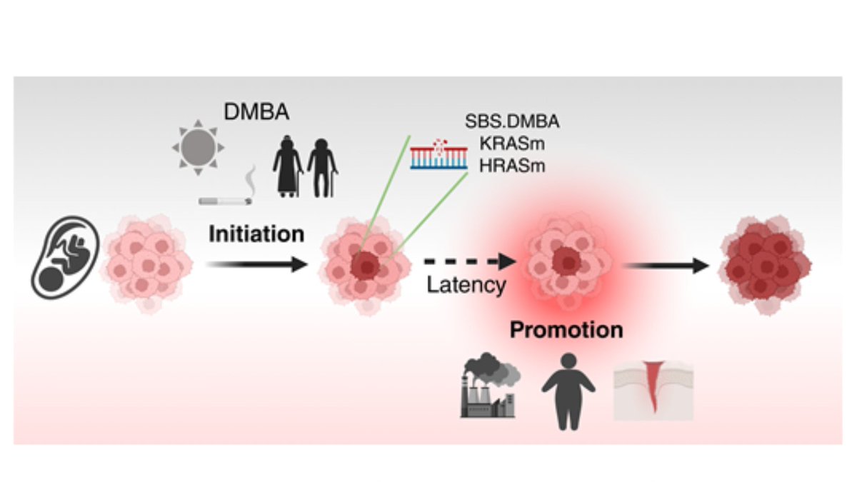 Cancer Discovery (@cd_aacr) on Twitter photo In the Spotlight: The Nature and Nurture of Carcinogenesis brnw.ch/21wTjTF
By <a href="/LimEmilia/">Emilia Lim</a> and James DeGregori <a href="/UBCbiochemistry/">UBC Biochemistry & Molecular Biology</a> <a href="/UBCAging/">Edwin S.H. Leong Centre for Healthy Aging</a> <a href="/CUAnschutz/">CU Anschutz Medical Campus</a> In the Spotlight: The Nature and Nurture of Carcinogenesis brnw.ch/21wTjTF
By <a href="/LimEmilia/">Emilia Lim</a> and James DeGregori <a href="/UBCbiochemistry/">UBC Biochemistry & Molecular Biology</a> <a href="/UBCAging/">Edwin S.H. Leong Centre for Healthy Aging</a> <a href="/CUAnschutz/">CU Anschutz Medical Campus</a>