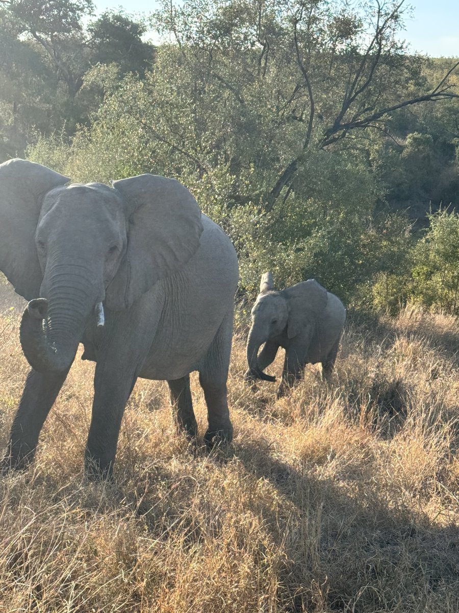 My favorite animal: takes no crap gives no crap; just don't mess with it.