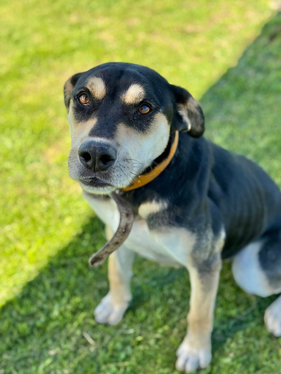 Es taaann dulce y solo busca un hogar. 🥹

Berta, compañera, amiga, dulce, nostálgica, abrazable. Enamorate y dale una oportunidad.😍

Escribinos a adoptantesdelcampito@gmail.com para comunicarte con nuestro equipo de adopciones🧡