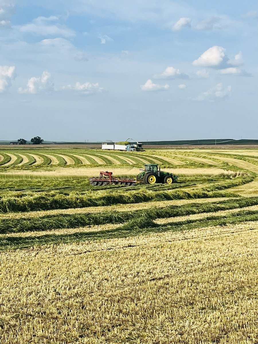 2025 Wheat Silage 
50,000 tons 🌾